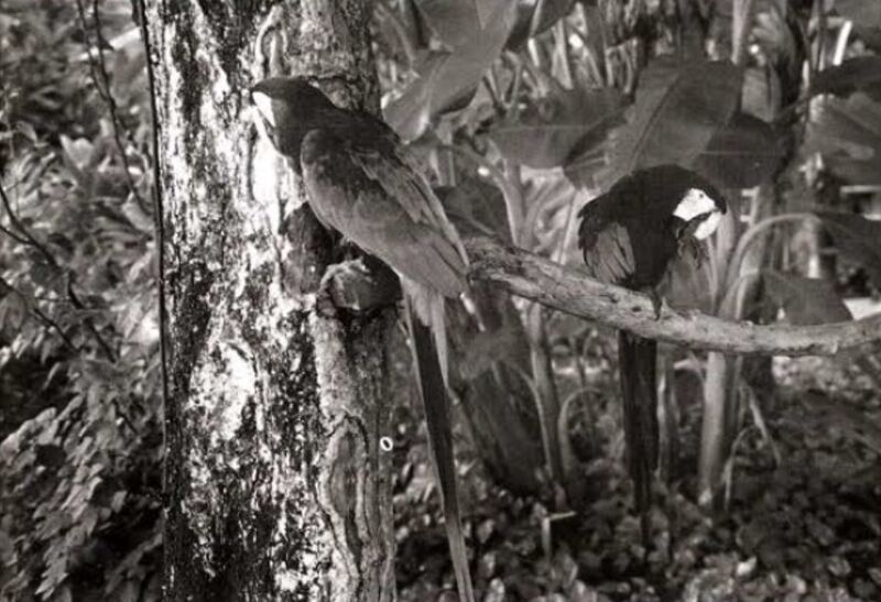 File:Sonanam Vruksho - Image 27.jpg