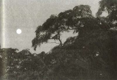 Sonanam Vruksho - Image 24.jpg