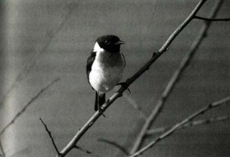 File:Sonanam Vruksho - Image 8.jpg