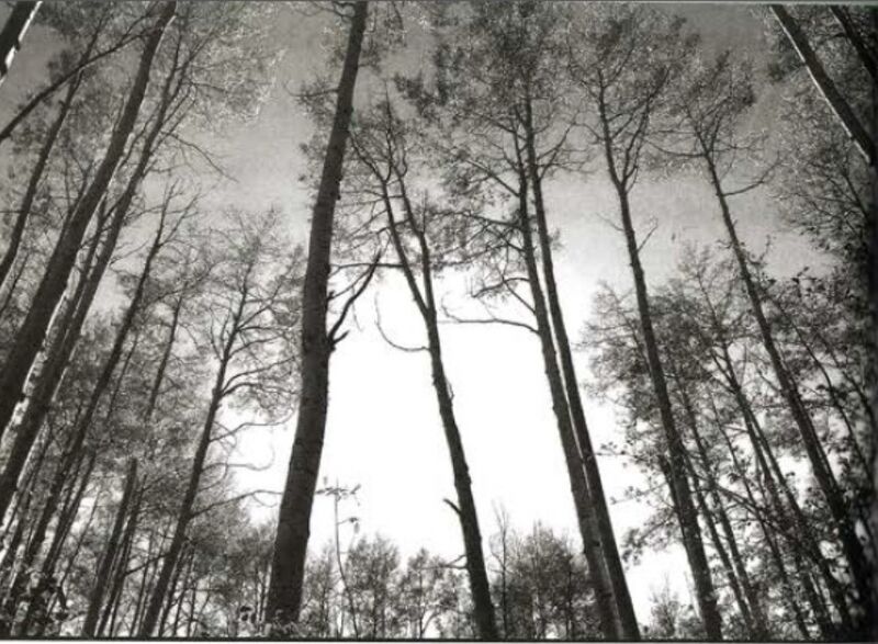 File:Sonanam Vruksho - Image 18.jpg