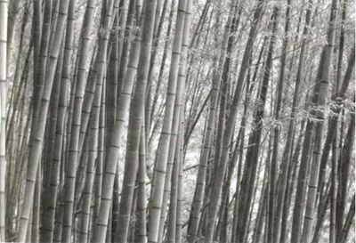 Sonanam Vruksho - Image 31.jpg