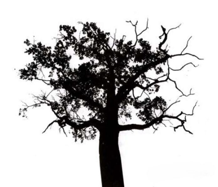 File:Sonanam Vruksho - Image 22.jpg