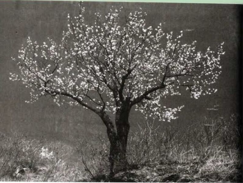 File:Sonanam Vruksho - Image 23.jpg